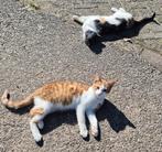 Lapjes poesje en rood witte poesje zoeken een huisje!, Dieren en Toebehoren, Poes, Kortharig, 0 tot 2 jaar