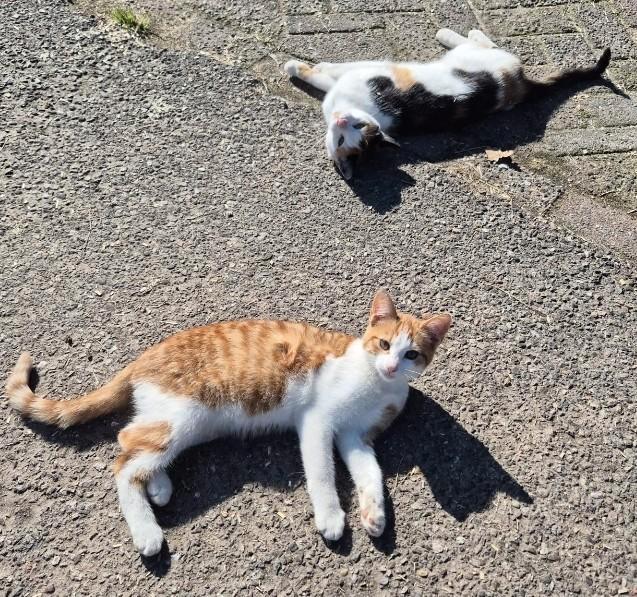 Lapjes poesje en rood witte poesje zoeken een huisje!, Dieren en Toebehoren, Katten en Kittens | Overige Katten, Kortharig, Poes
