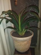 Mooie grote clivia in aardewerk pot druiven motief, Ophalen, Halfschaduw, Minder dan 100 cm