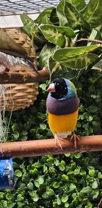 Goulddamadine man 2025, Dieren en Toebehoren, Vogels | Overige Vogels, Meerdere dieren