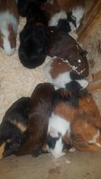 Supermooie lieve setjes cavia broertjes., Dieren en Toebehoren, Knaagdieren, Januari, Mannelijk, Cavia