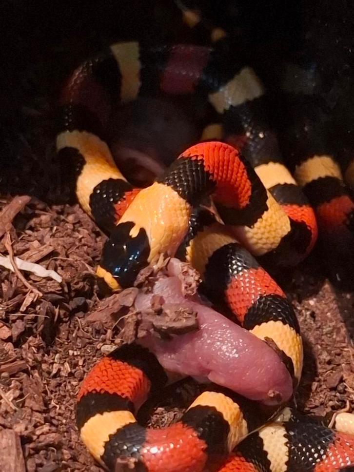 Lampropeltis triangulum campbelli (melkslangen), Dieren en Toebehoren, Reptielen en Amfibieën