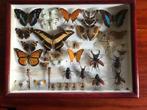 Vitrine met opgezette vlinders kevers insecten., Verzamelen, Dierenverzamelingen, Ophalen of Verzenden, Zo goed als nieuw, Insect