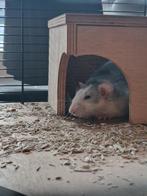 Tamme mannetjes Rat, Dieren en Toebehoren, Knaagdieren, Rat, Augustus, Mannelijk, Tam