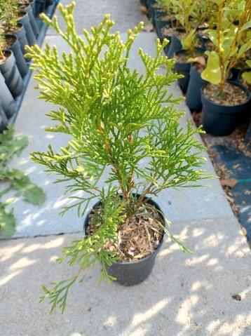 Thuja occ. Smaragd. Haagplanten P9 beschikbaar voor biedingen