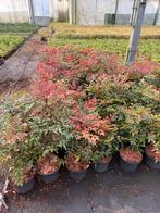 Nandina domestica mooie planten hoog rond 40 cm zeer stevig, Ophalen, Zomer, Vaste plant, Volle zon