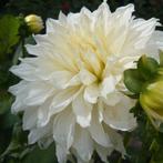 Dahlia's ruilen of gratis, Tuin en Terras, Bloembollen en Zaden, Ophalen, Voorjaar, Volle zon, Knol
