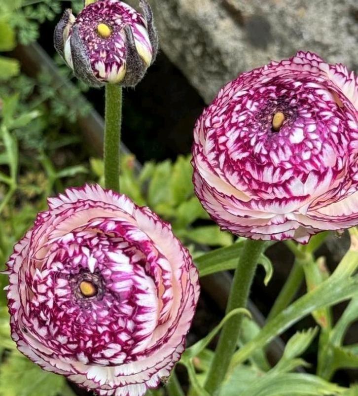 Ranonkel klauwtjes/ knollentjes te koop, Tuin en Terras, Bloembollen en Zaden, Knol, Najaar, Halfschaduw, Ophalen of Verzenden