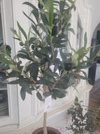 Nieuwe kunst olijfboompjes p/st 39.95 Clayre & Eef, Huis en Inrichting, Belle Vieille Brocante, Nieuw, Ophalen of Verzenden, Jolandamonsieurs@gmail.com