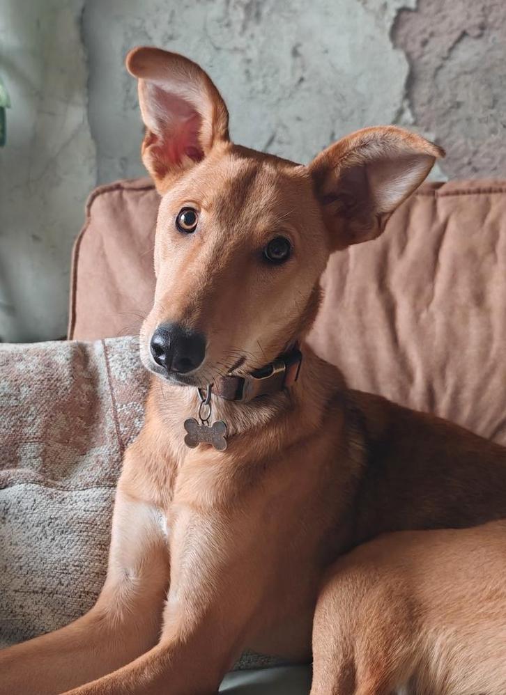 Prachtig teefje zoekt een huisje, Dieren en Toebehoren, Honden | Niet-rashonden, Middel, Teef, Particulier, Eén hond, Buitenland