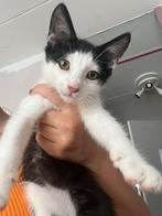 Kittens te koop, 0 tot 2 jaar