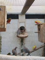 senegalduiven, Dieren en Toebehoren, Vogels | Overige Vogels, Meerdere dieren, Tropenvogel