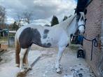 Paarden & Pony’s scheren, Diensten en Vakmensen, Dieren | Paarden | Verzorging, Oppas en Les