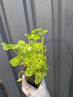 Campanula poscharskyana- klokjesbloem p9, Tuin en Terras, Planten | Tuinplanten, Ophalen, Bodembedekkers, Vaste plant, Halfschaduw