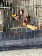 Man major  putter, Dieren en Toebehoren, Vogels | Overige Vogels, Mannelijk, Wildzangvogel, Geringd