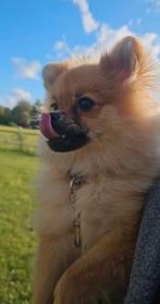 Pomeriaan teefje, Dieren en Toebehoren, Honden | Poolhonden, Keeshonden en Oertypen, 15 weken tot 1 jaar, Overige rassen, Teef