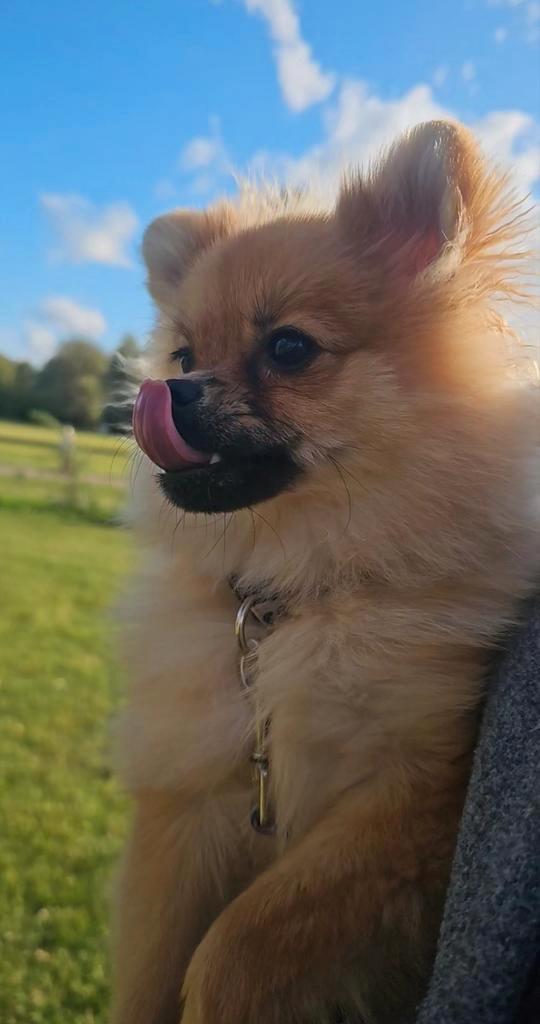 Pomeriaan teefje, Dieren en Toebehoren, Honden | Poolhonden, Keeshonden en Oertypen, Teef, Overige rassen, Particulier, Eén hond