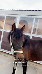 Verzorgster aangeboden, Dieren en Toebehoren, Ophalen, Zo goed als nieuw