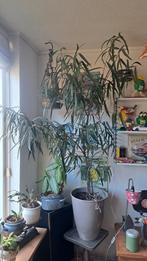 Grote ficus +/- 2 meter hoog,met pot, Huis en Inrichting, Kamerplanten, Ophalen, Ficus, Halfschaduw