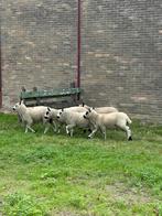 Kerry hill lammers en dekrammen, Meerdere dieren, Schaap, 0 tot 2 jaar