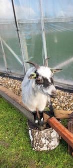 Blauw schimmel dwerggeitje met ubn nummer, Dieren en Toebehoren, Vrouwelijk, Geit