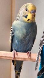 Grasparkiet, man, Dieren en Toebehoren, Vogels | Parkieten en Papegaaien, Meerdere dieren, Parkiet, Tam