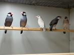 Rijstvogels, Meerdere dieren, Tropenvogel, Geringd