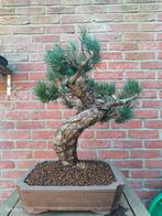 White Pine Bonsai (Witte Den, Pinus Parviflora), Tuin en Terras, Planten | Bomen, Bloeit niet, Minder dan 100 cm, Volle zon, In pot