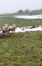 Poll Dorset dekrammen, Mannelijk, Schaap, 0 tot 2 jaar