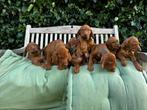 Prachtige Vizsla pups, Overige rassen, CDV (hondenziekte), 8 tot 15 weken, Meerdere