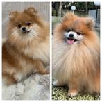 DWERGKEES/POMERIAAN PUPS VERWACHT met FCI  STAMBOOM, Keeshond, 8 tot 15 weken, Parvo, Meerdere