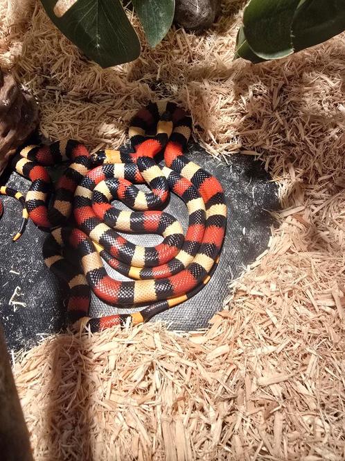 Lampropeltis triangulum campbelli nakweek, Dieren en Toebehoren, Reptielen en Amfibieën, Hagedis