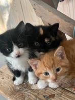 Kittens te koop, Dieren en Toebehoren, Katten en Kittens | Raskatten | Korthaar, Poes, 0 tot 2 jaar