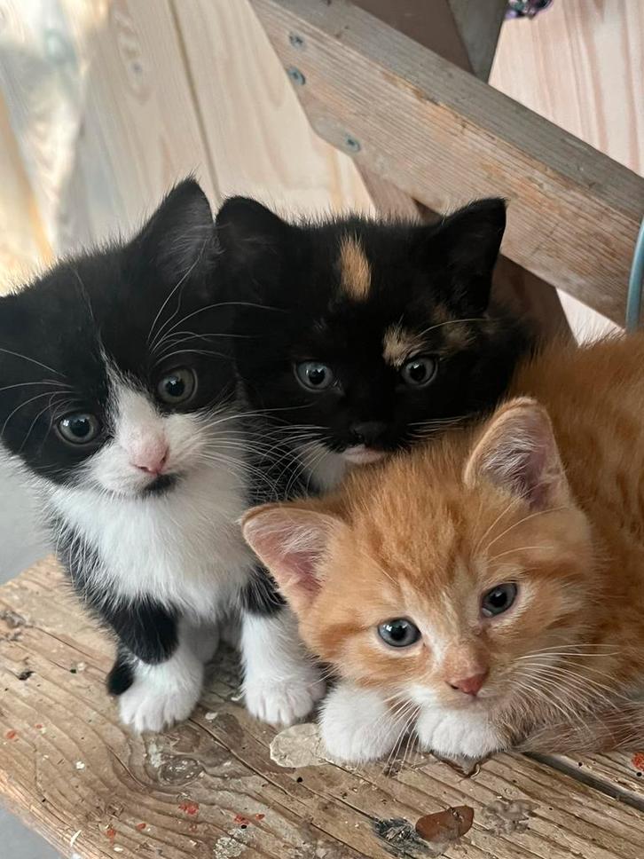 Kittens te koop - nog 3 beschikbaar, Dieren en Toebehoren, Katten en Kittens | Raskatten | Korthaar, Poes, 0 tot 2 jaar