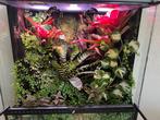 Paludarium compleet zonder dieren 60x60x45, Dieren en Toebehoren, Ophalen, Zo goed als nieuw, Terrarium of Paludarium