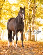 D ponys aangeboden wegens jonge aanwas ruin en merrie, Merrie, 3 tot 6 jaar, Onbeleerd, D pony (1.37m tot 1.48m)