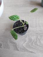 Begonia Dracopelta, Ophalen of Verzenden, Overige soorten, Minder dan 100 cm