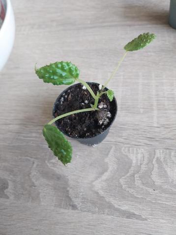 Begonia Dracopelta beschikbaar voor biedingen