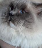 Supermooie Ragdoll kater beperkt beschikbaar voor uitdekking, Kater