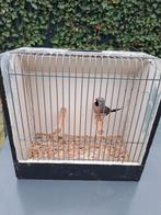 Spitsstaart amadine.  Waarschijnlijk pop uit buitenvoliere, Vrouwelijk