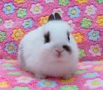 Jonge Kleurdwerg Konijntjes Te Reserveren, Dieren en Toebehoren, Meerdere dieren, Dwerg, 0 tot 2 jaar