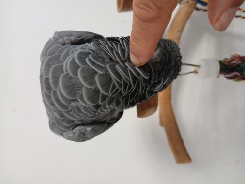 grijze papegaai €750, Dieren en Toebehoren, Vogels | Parkieten en Papegaaien, Papegaai, Vrouwelijk, Tam