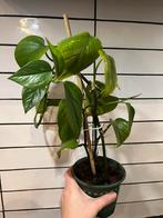 Epipremnum stekje, Huis en Inrichting, Kamerplanten, Ophalen, Halfschaduw, Minder dan 100 cm