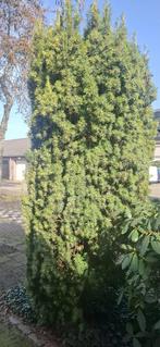 Taxus Baccata - Gratis op te halen, Ophalen, Overige soorten, 250 tot 400 cm