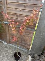 Japanse Esdoorn / Acer palmatum orange dream, Tuin en Terras, Planten | Tuinplanten, Vaste plant, Bloeit niet, Halfschaduw, Ophalen