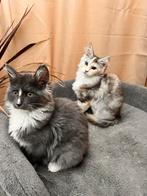 Maine coon xxl poesjes mogen verhuizen. Russische lijnen, Poes, Gechipt, 0 tot 2 jaar