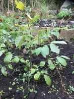 walnoot, Overige soorten, Minder dan 100 cm, Ophalen, Volle zon