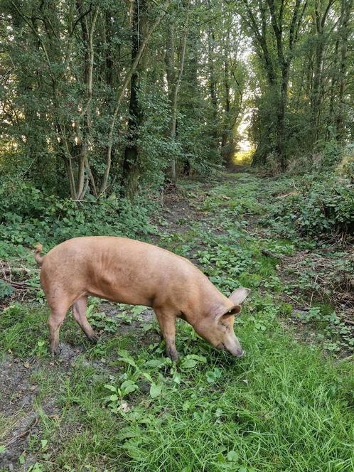 Tamworth varkens, Dieren en Toebehoren, Schapen, Geiten en Varkens, Varken, Meerdere dieren