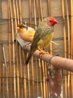 Binsenastrilde, Dieren en Toebehoren, Vogels | Overige Vogels, Mannelijk