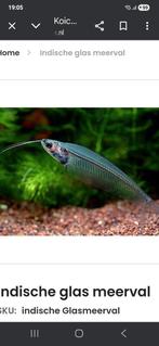 Indische glas meerval, Dieren en Toebehoren, Vis